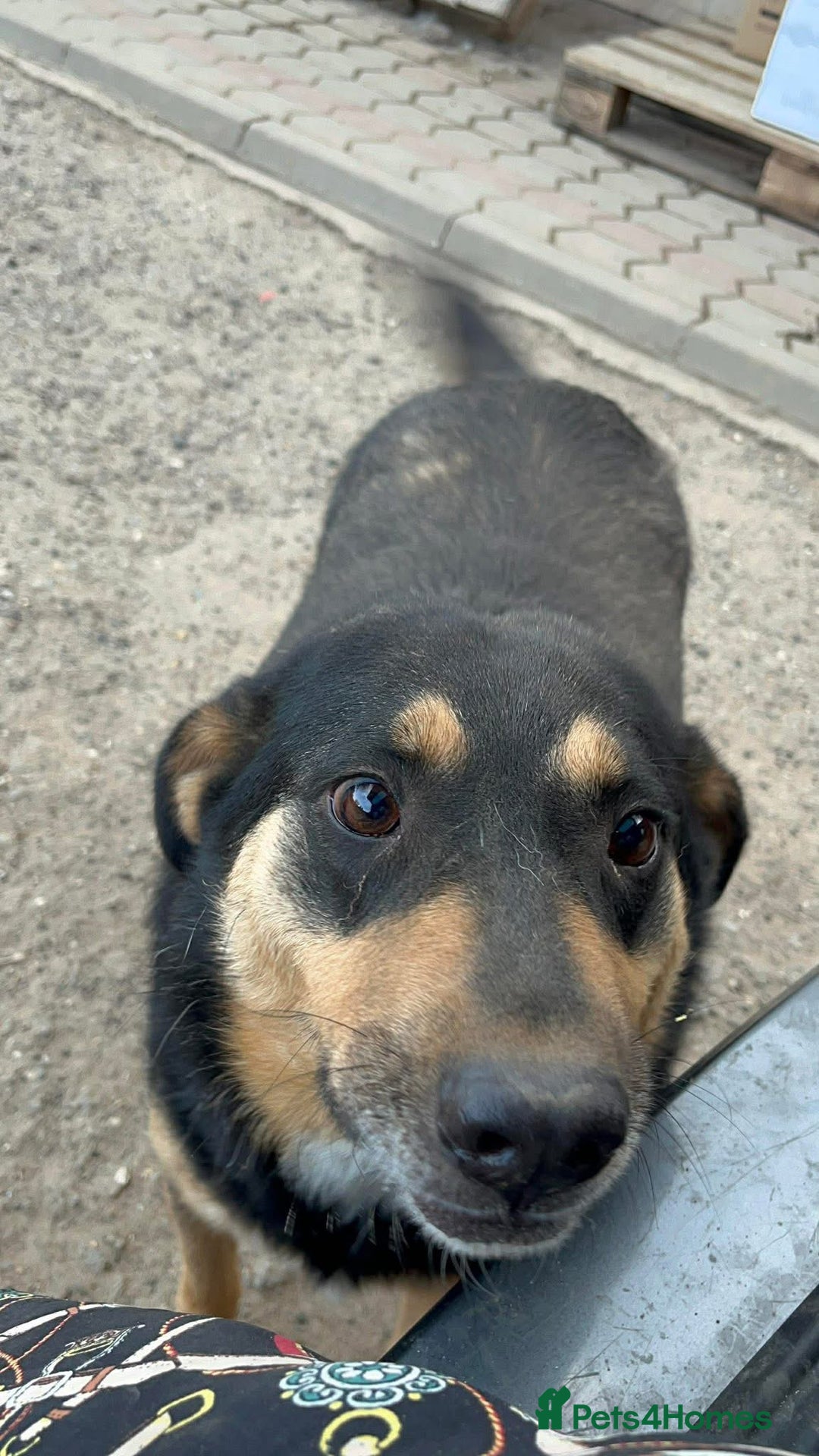 Mixed Breed dogs for adoption: Batman - Norwich Norfolk  - Advert 6
