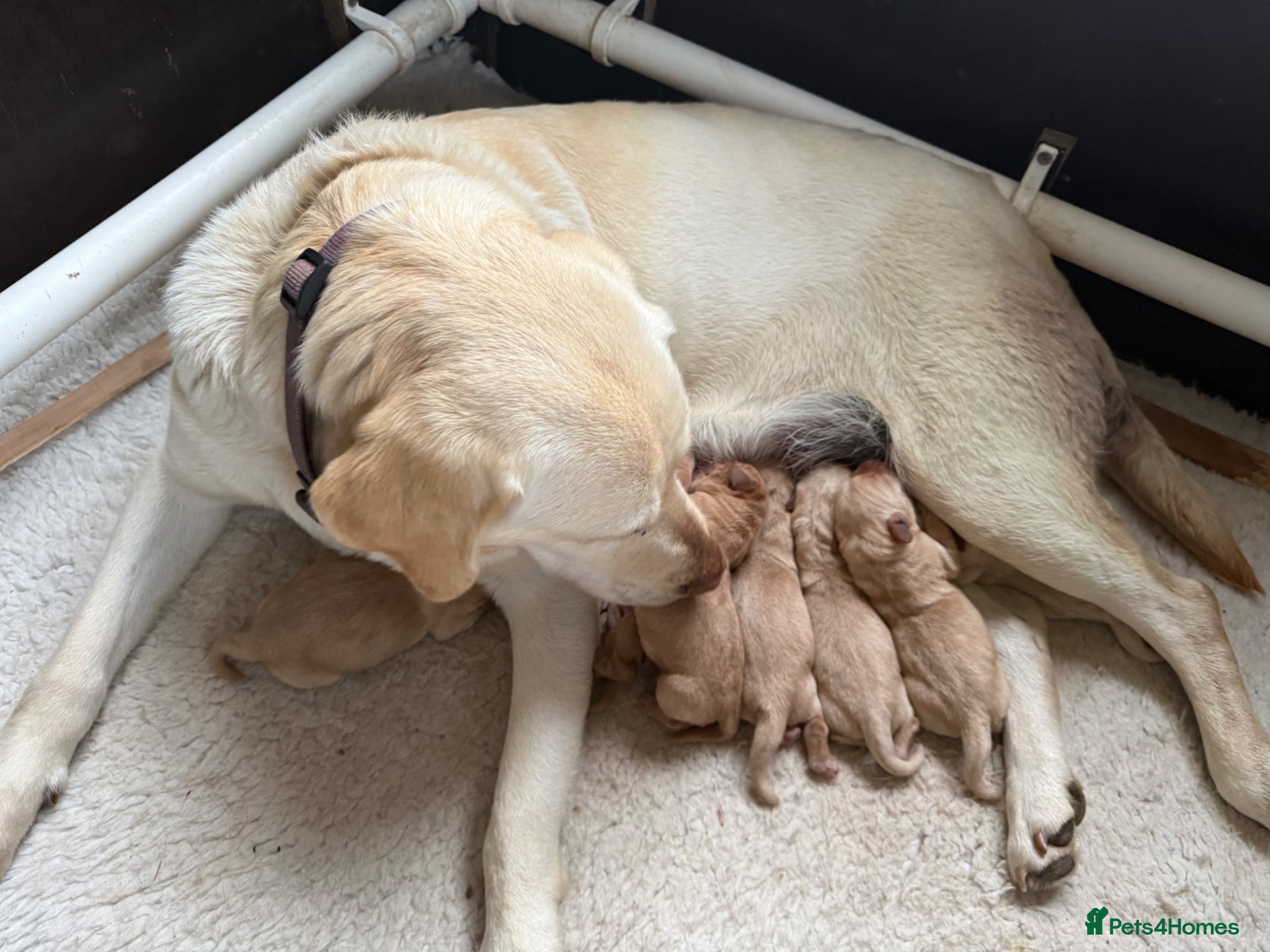 Labrador Retriever dogs for sale: K.C.Reg Superb Labrador Puppies - Advert 1