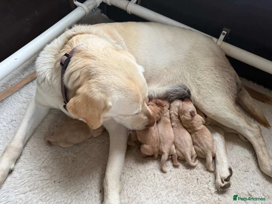 Labrador Retriever dogs for sale: K.C.Reg Superb Labrador Puppies - Advert 1