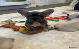 French Bulldog dogs for sale: Kc registered french bulldog puppy’s Isabella  - Image 11