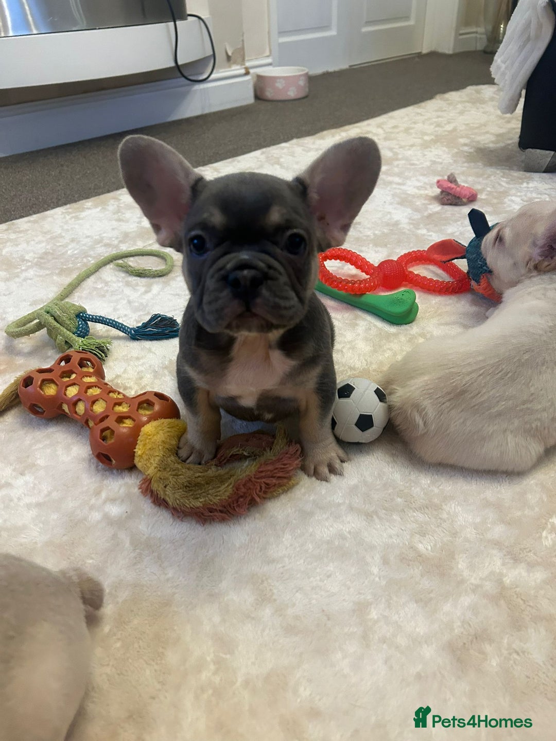 French Bulldog dogs for sale: Kc registered french bulldog puppy’s Isabella  - Image 11