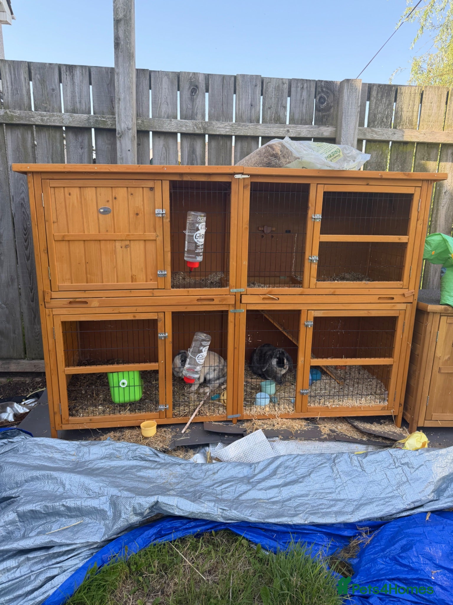 English Lop rabbits 2 female sibling lops for sale - Advert 2