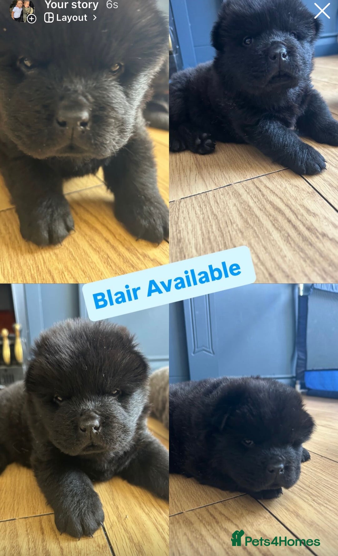 Chow Chow dogs for sale: Beautiful Chow Chow puppies  - Image 5