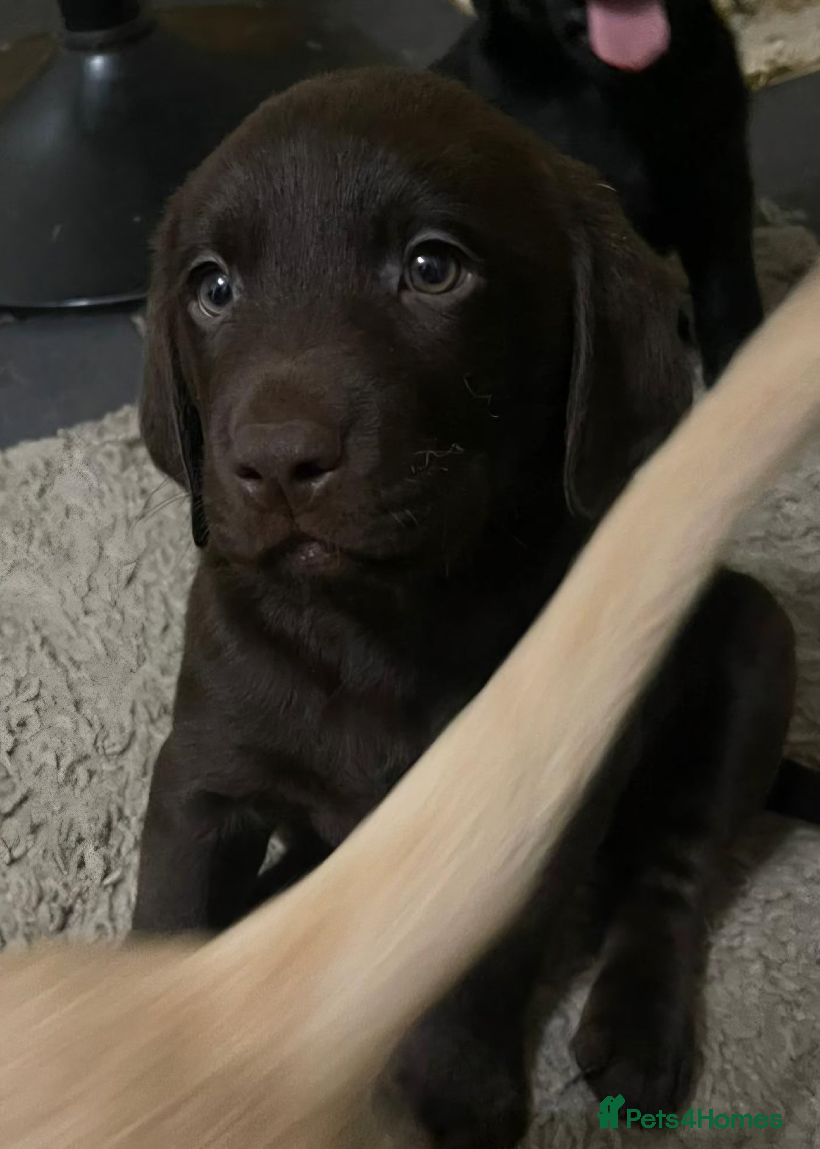 Labrador Retriever dogs READY TO LEAVE 🐶 🐾 only 1 black girl left - Advert 16