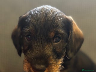 Dachshund dogs - Advert 8