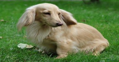 Miniature Dachshund dogs - Advert 7