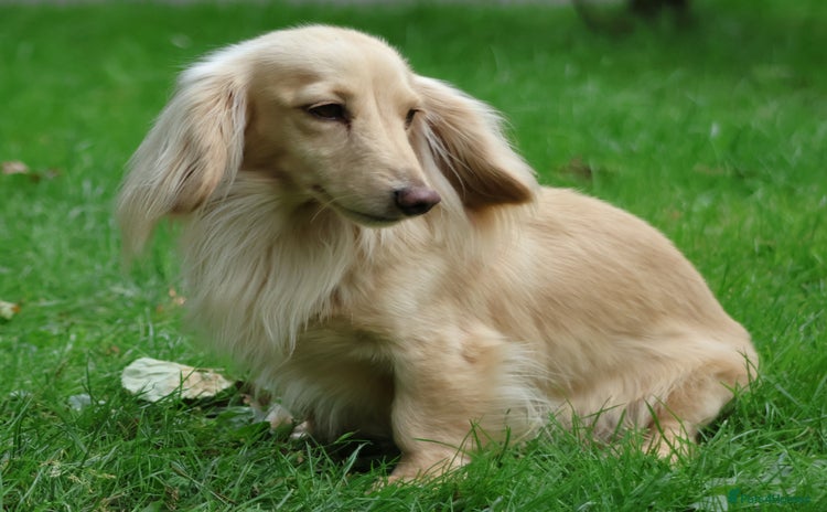 Miniature Dachshund dogs - Advert 1