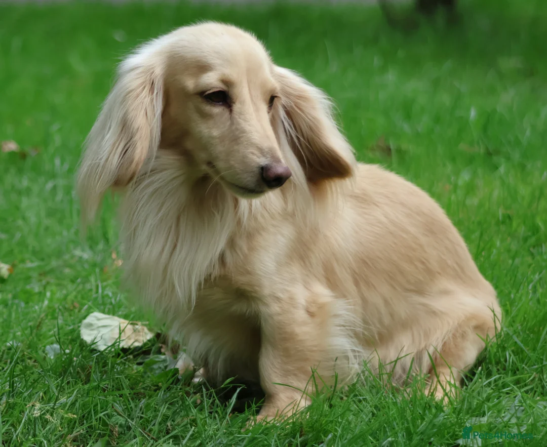 Miniature Dachshund dogs for stud: Long Haired Cream, no dilute, Pra Clear, Kc Regg - Advert 4