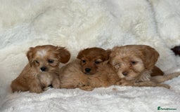 Cavapoo dogs for sale: Beautiful cavapoos - Image 7