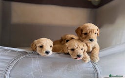Cockapoo dogs for sale: Cockapoo puppies - Image 22