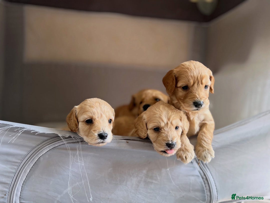 Cockapoo dogs for sale: Cockapoo puppies - Image 22