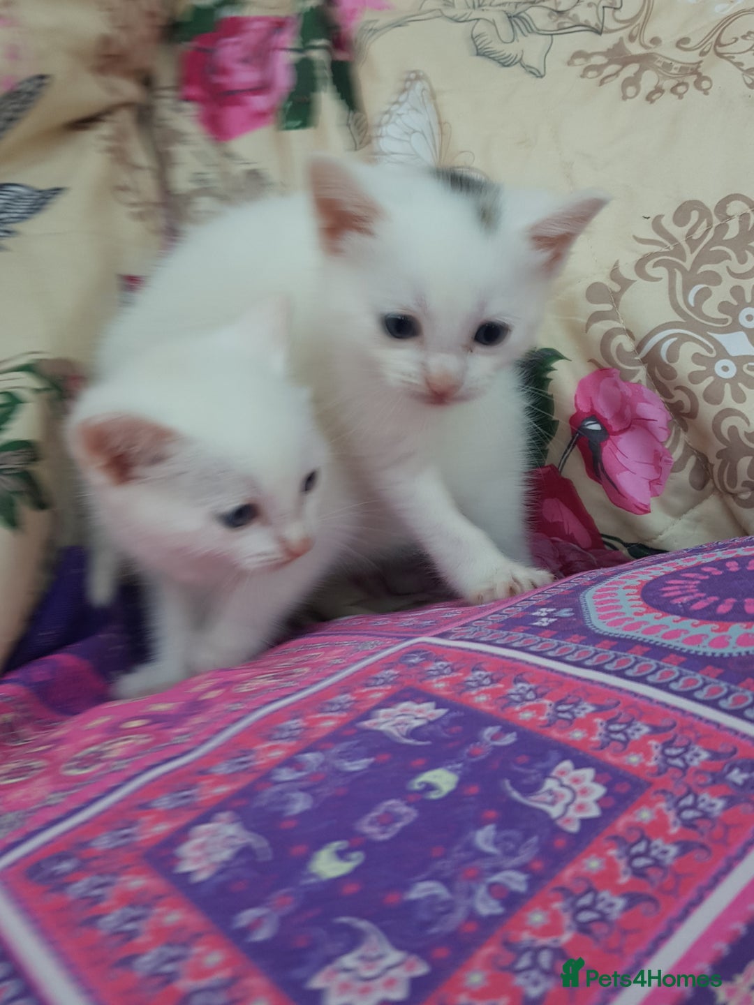 Mixed Breed cats for sale: Khao Manee kittens  - Image 9