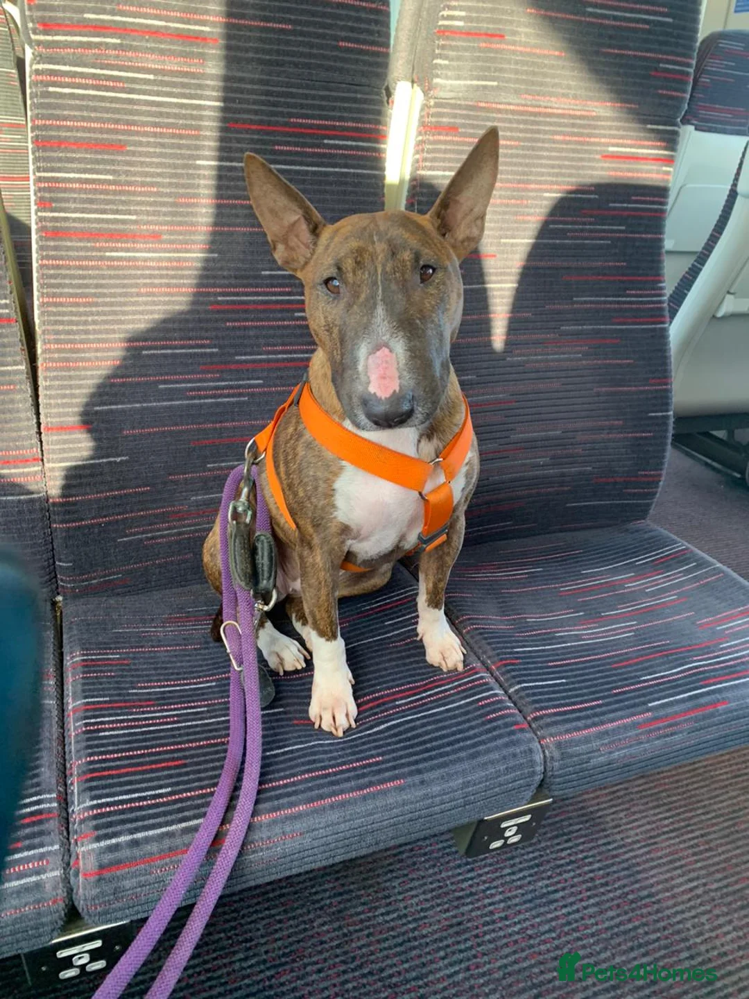 Miniature Bull terrier dogs for sale: Miniature bull terrier female champion bloodlines in Crewe - Advert 1