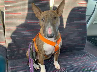 Miniature Bull terrier dogs Miniature bull terrier female champion bloodlines - Advert 2