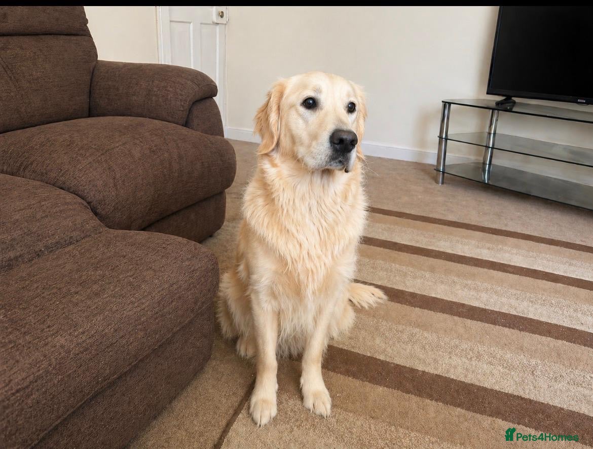 Golden Retriever dogs KC registered Golden Retriever Girl - Advert 1