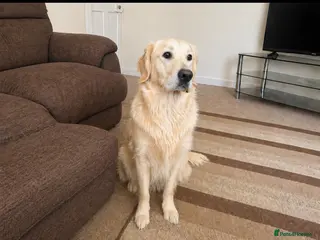 Golden Retriever dogs KC registered Golden Retriever Girl - Advert 1