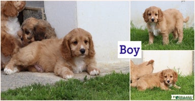 Cavapoo dogs - Advert 2