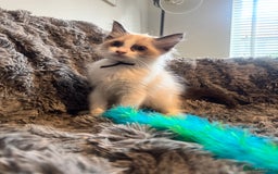 Ragdoll cats for sale: Gorgeous Pedigree Ragdolls  - Image 14