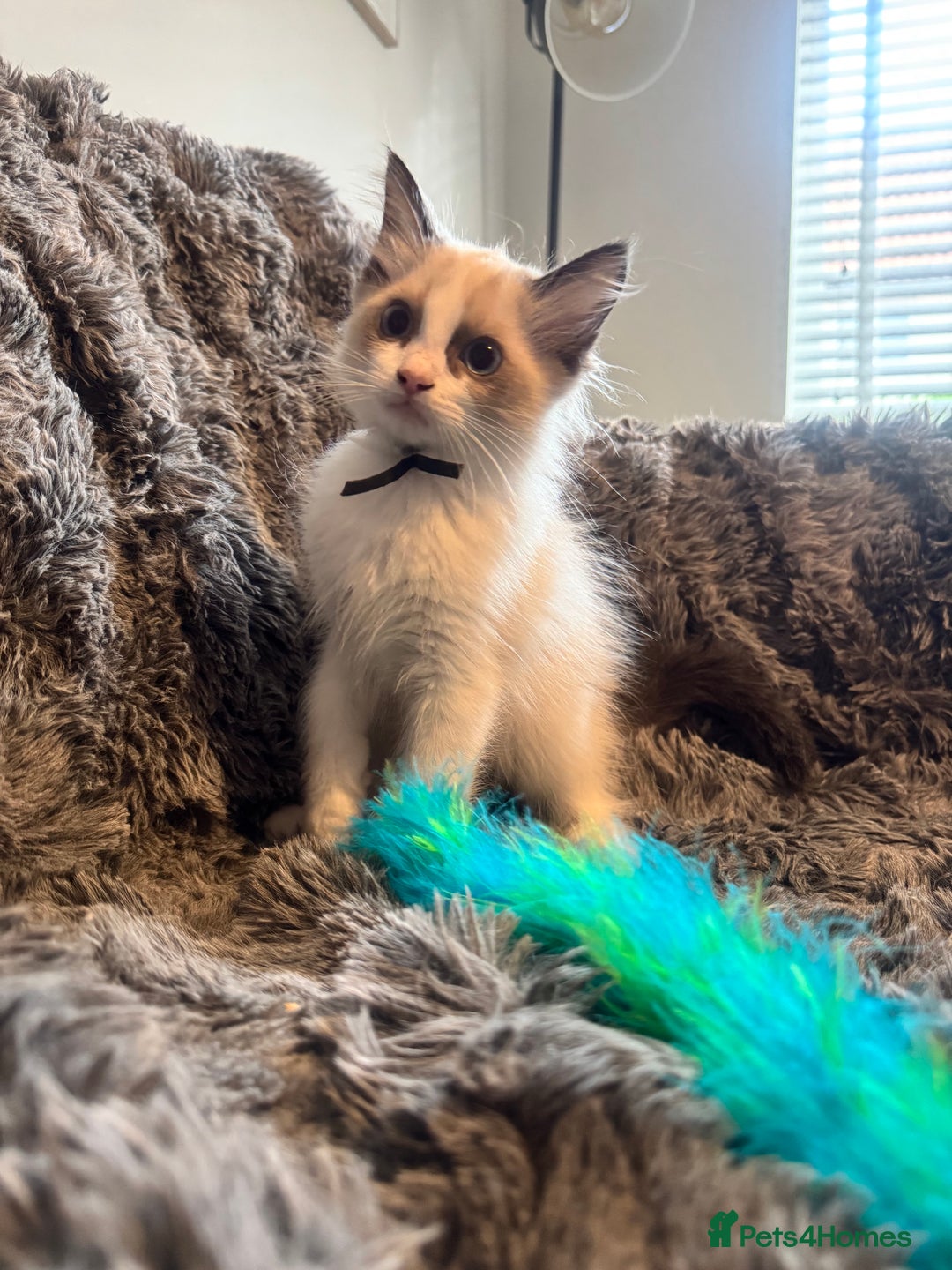 Ragdoll cats for sale: Gorgeous Pedigree Ragdolls  - Image 14