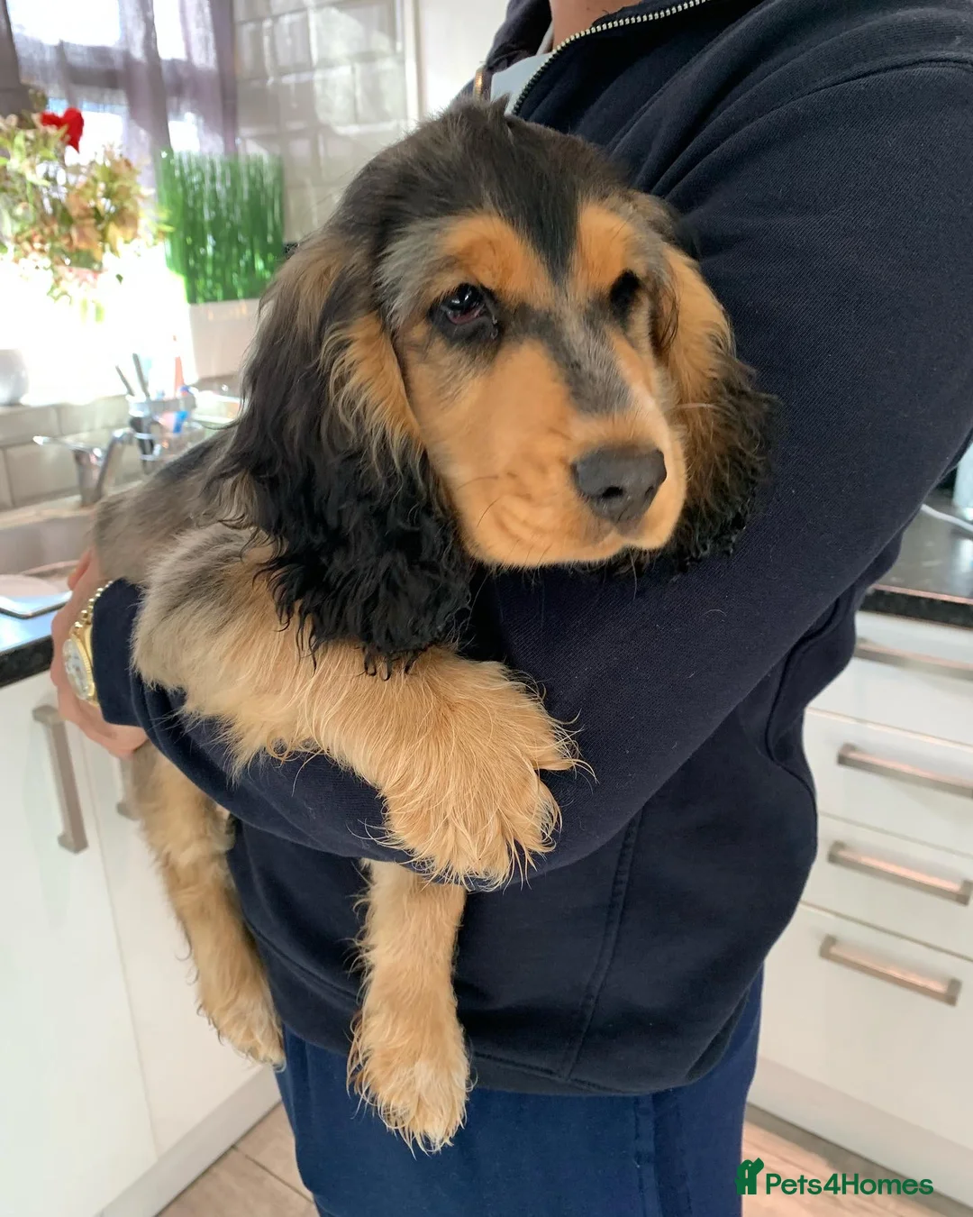 Cocker Spaniel dogs for stud: Cocker Spaniel male for stud - Advert 12