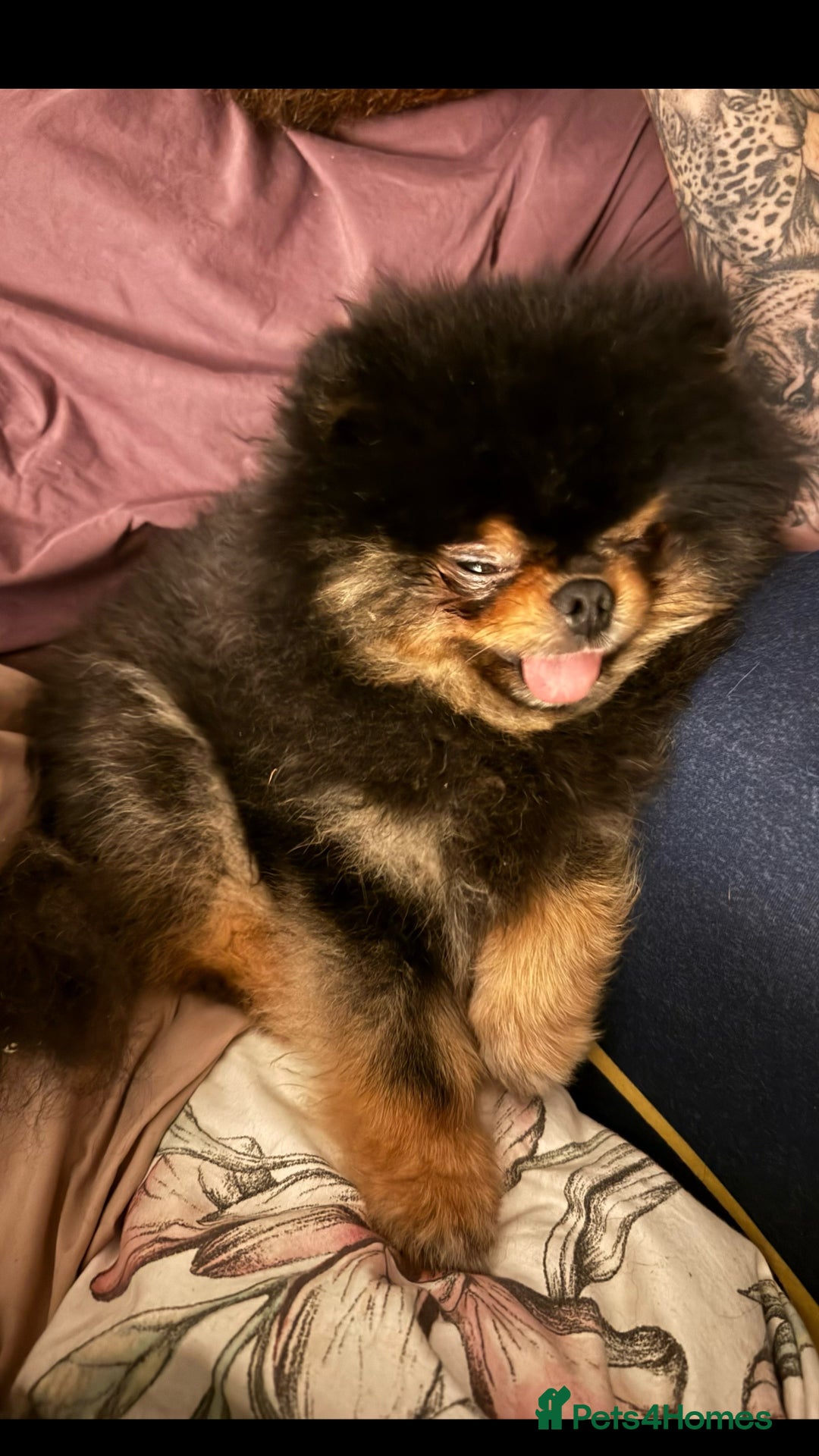 Pomeranian dogs for sale: *MINIATURE UNIQUE RARE tan toy Pomeranian boy 3yr* - Image 10