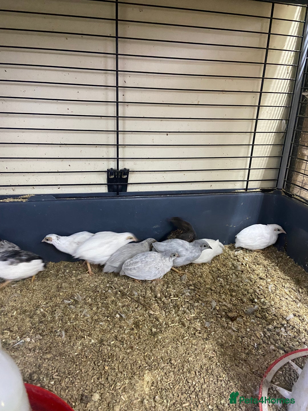 Quail poultry for sale: Chinese painted quail and Japanese quail  - Image 3