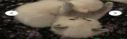 Ragdoll cats for sale: Beautiful GCCF Ragdoll Kittens  - Advert 27