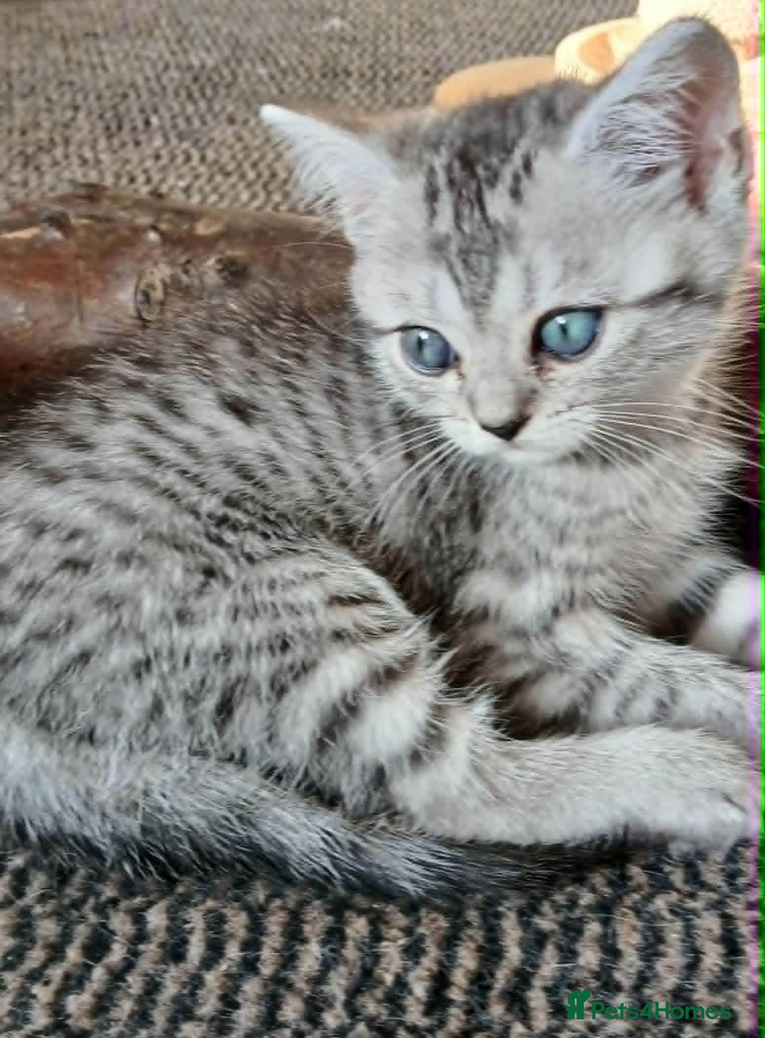 British Shorthair cats Bsh X Scotish straight kittens.  - Advert 1