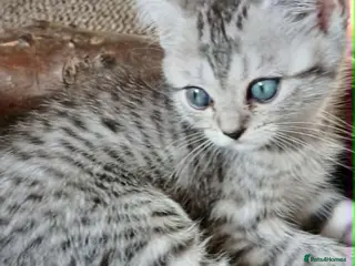 British Shorthair cats Bsh X Scotish straight kittens. - Advert 1