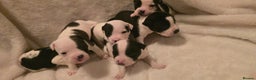Mixed Breed dogs for sale: Olde english × staffie pups  - Advert 22