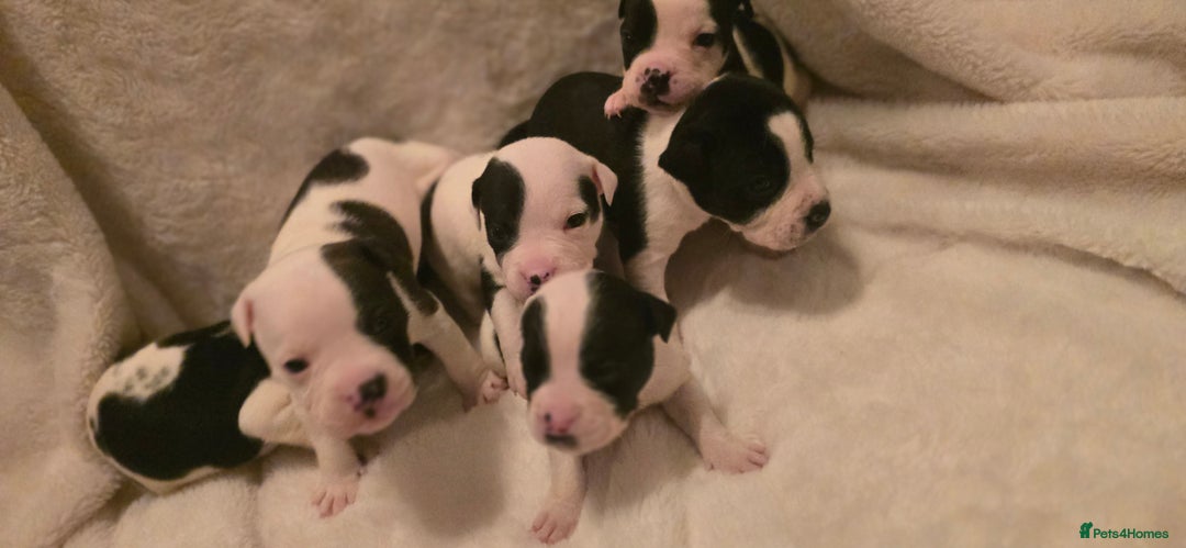 Mixed Breed dogs for sale: Olde english × staffie pups  - Advert 22