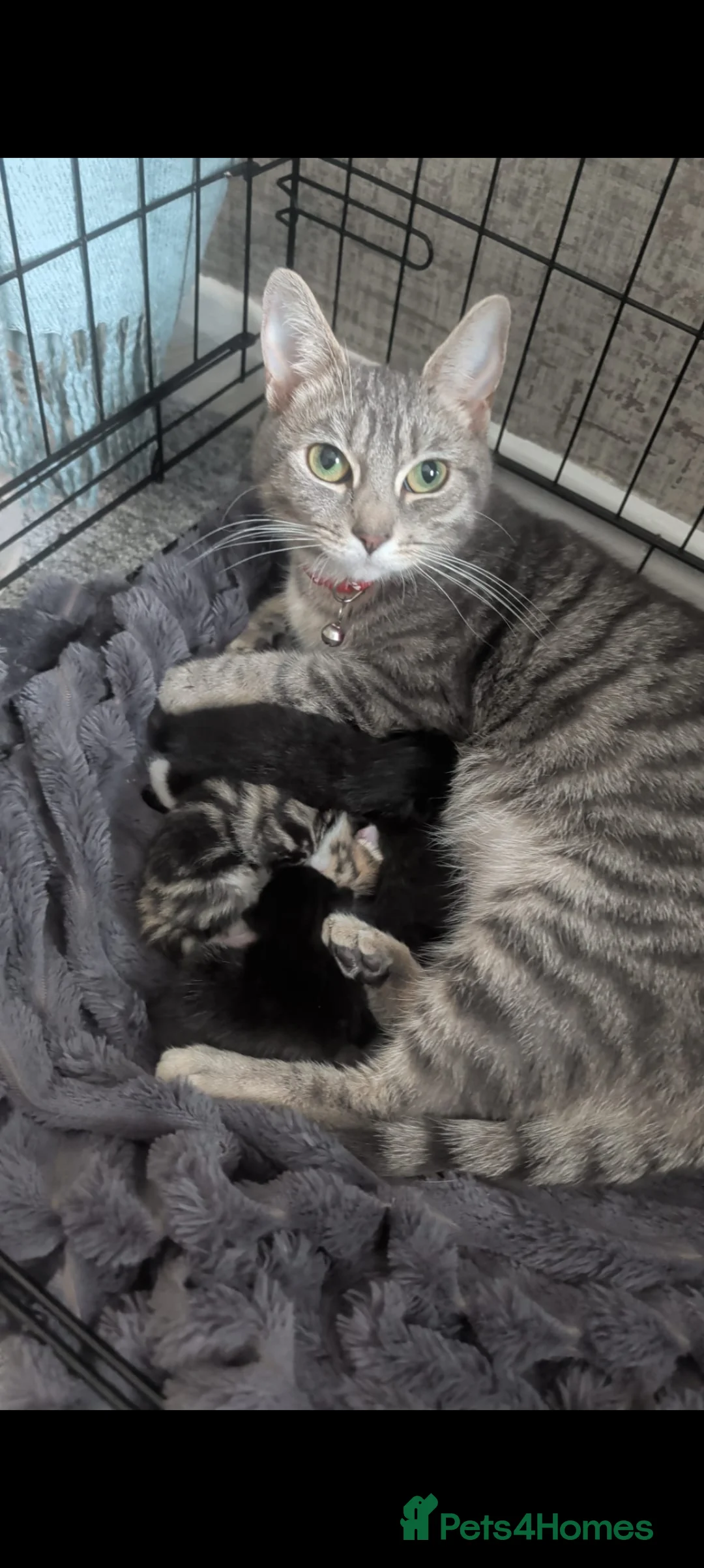 Mixed Breed cats for sale: Kittens - Advert 2