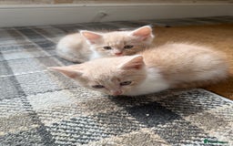 Ragdoll cats for sale: Part rag doll cream/white boy kittens ready now - Image 4