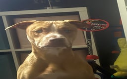 Mixed Breed dogs for sale: Rockie - Image 2