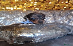 Miniature Dachshund dogs for sale: 7 MINIATURE DUSCHUND PUPPIES 🐶  - Image 16
