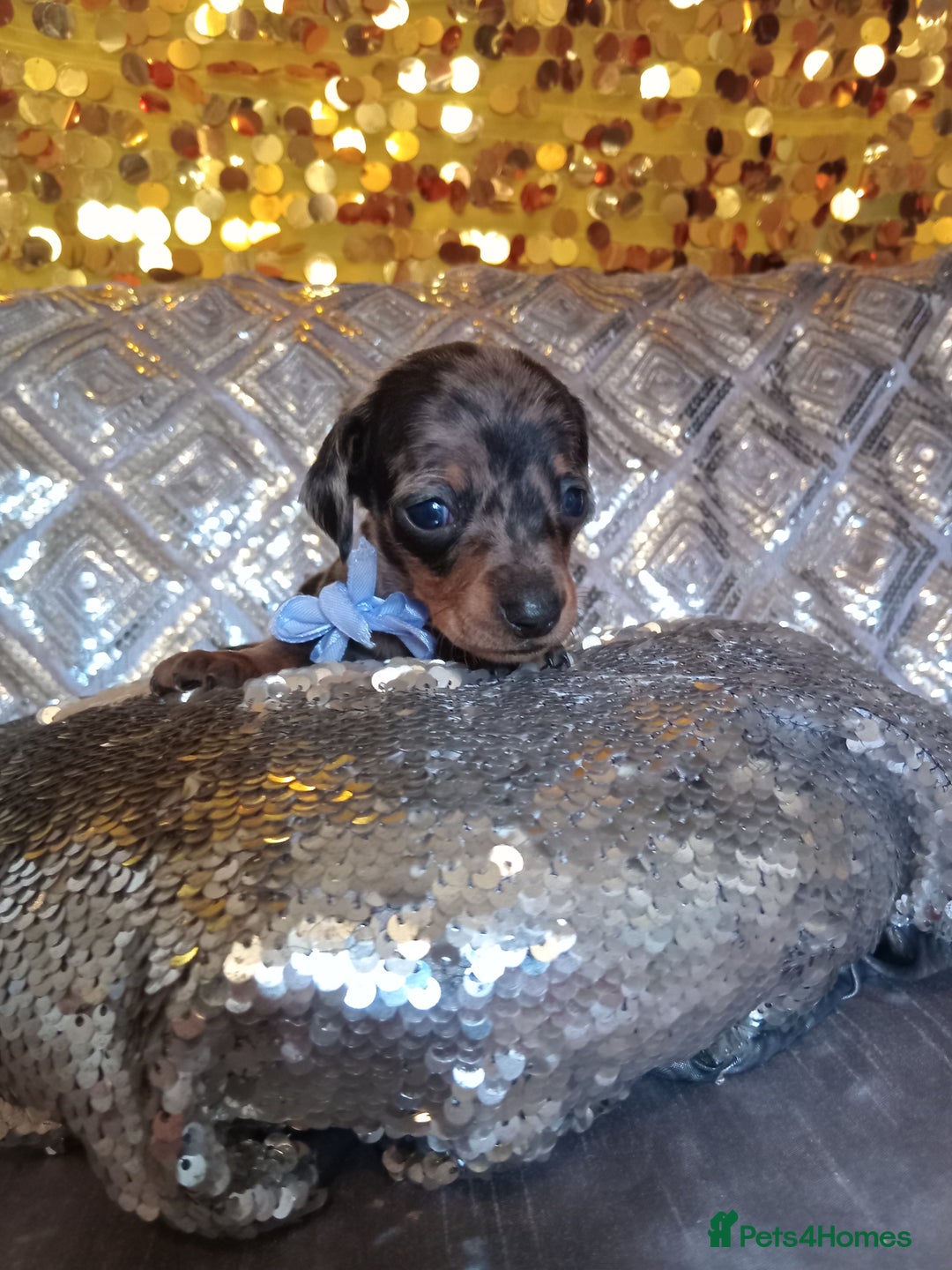 Miniature Dachshund dogs for sale: 7 MINIATURE DUSCHUND PUPPIES 🐶  - Image 16