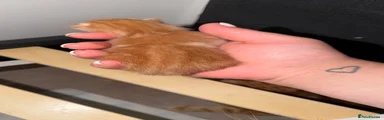 Mixed Breed 3