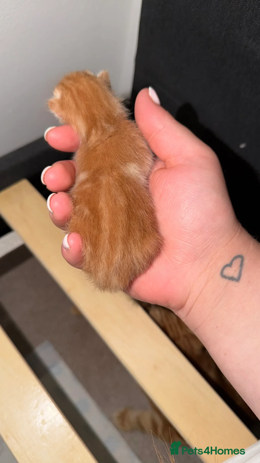 Mixed Breed cats for sale: Ginger kittens in Portsmouth - Advert 2