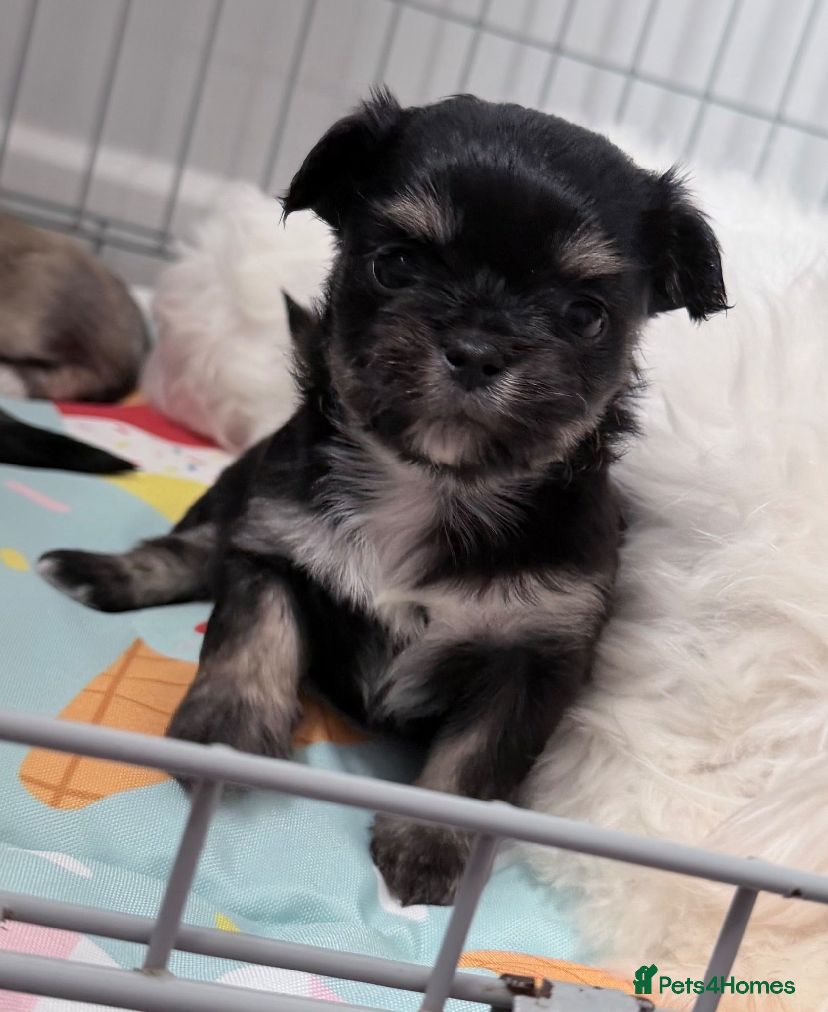 Mixed Breed dogs Tiny Malchi puppies - Advert 1