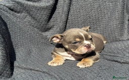 English Bulldog dogs for sale: Ready Now Beautiful English Bull Dogs KC reg  - Image 2