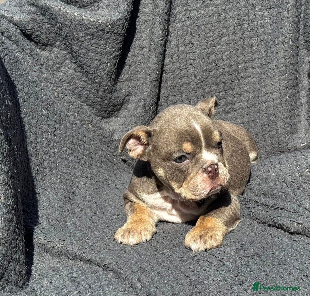 English Bulldog dogs for sale: Ready Now Beautiful English Bull Dogs KC reg  - Image 2