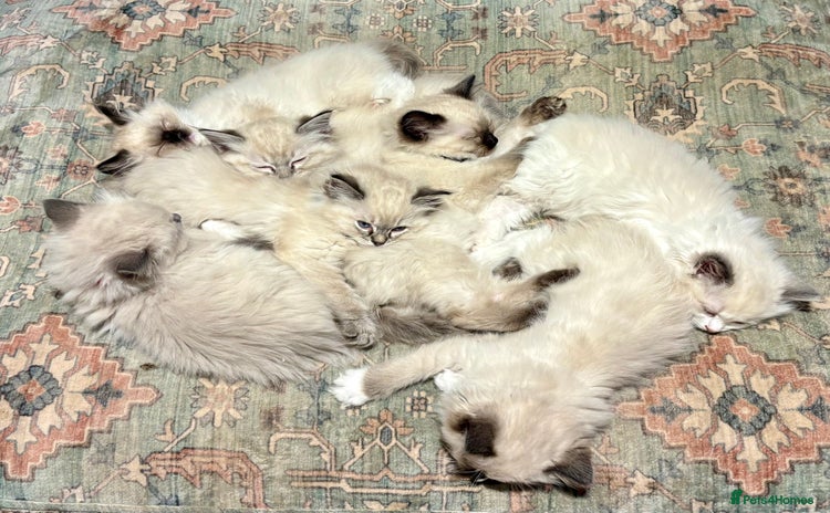 Ragdoll cats - Advert 3
