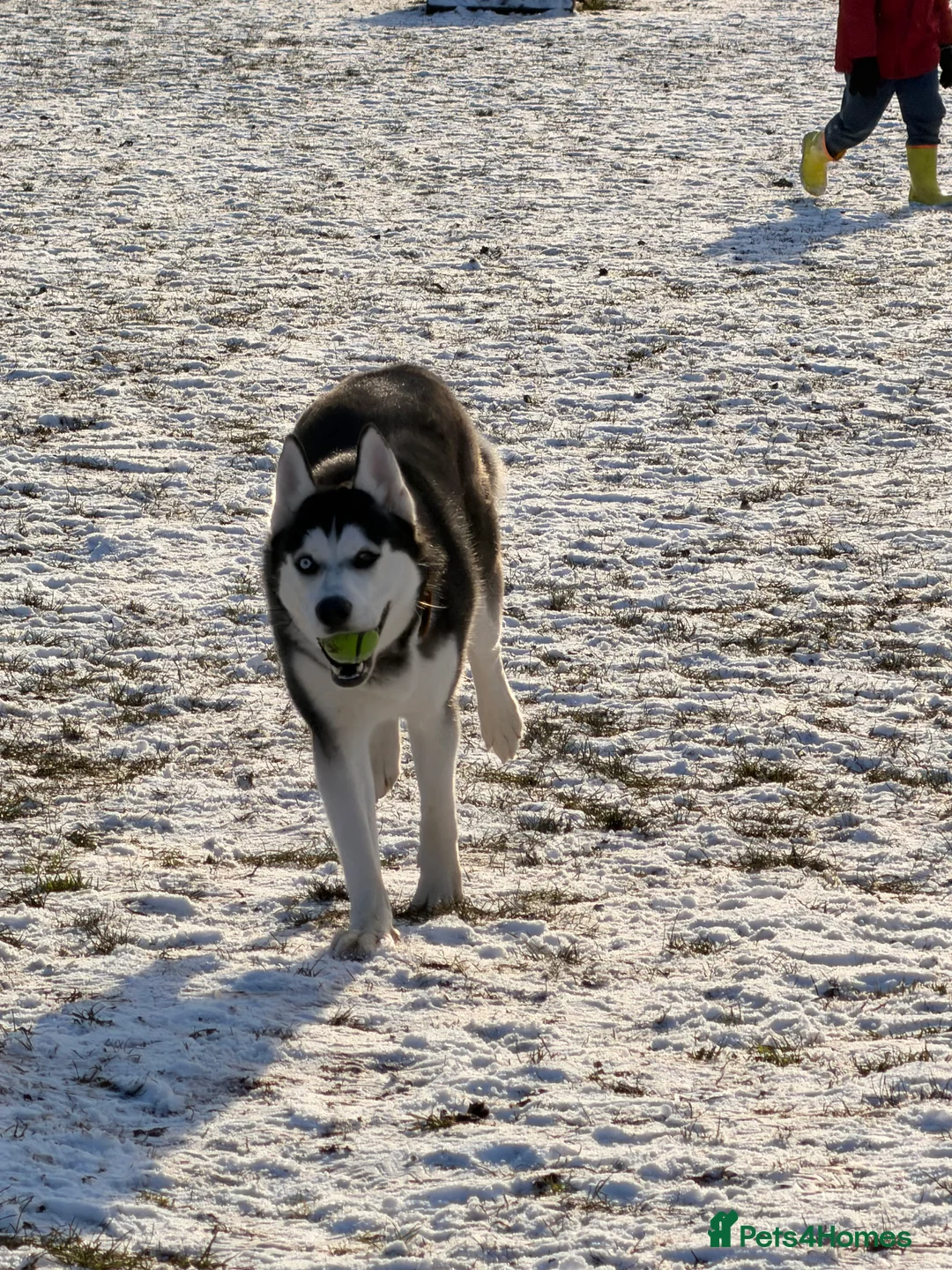 Siberian Husky dogs for sale: Young female Siberian husky needs new 🏡  in Nottingham - Advert 2
