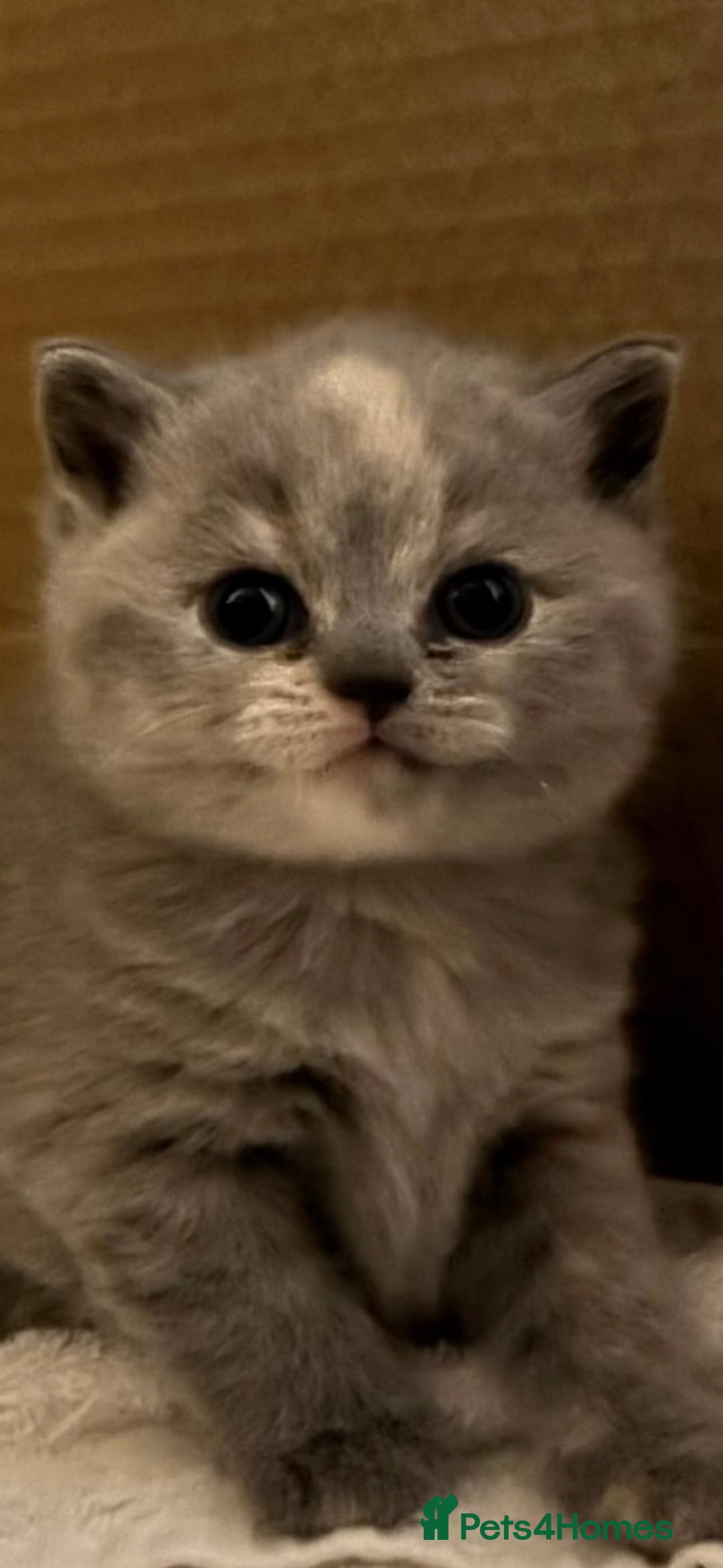British Shorthair cats for sale: ⭐️Ready 23rd December⭐️ 2 left - British Shorthair - Advert 9