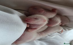 Ferret rodents for sale: Ferret kits (EU x ANGORA, and Standard) - Image 4