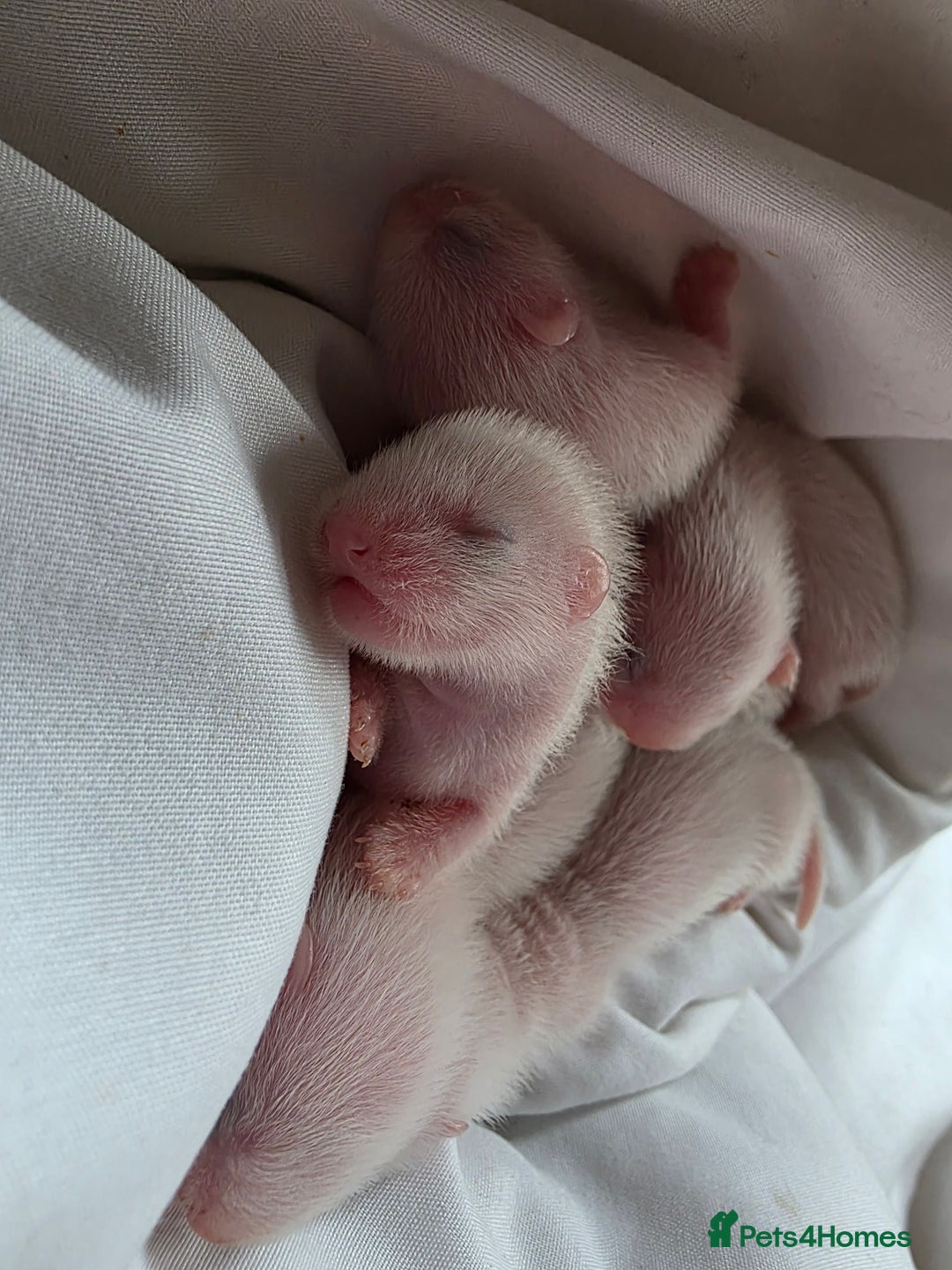 Ferret rodents for sale: Ferret kits (EU x ANGORA, and Standard) - Image 4
