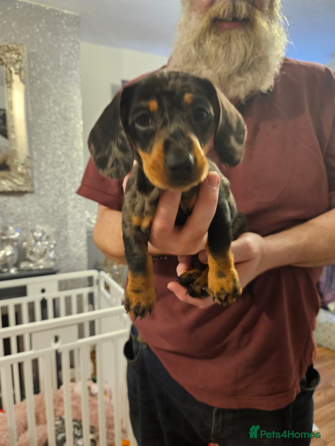 Mixed Breed dogs for sale: Beautiful fur baby - Advert 1