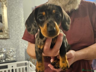 Mixed Breed dogs Beautiful fur baby - Advert 15