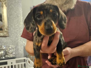 Mixed Breed dogs Beautiful fur baby - Advert 5