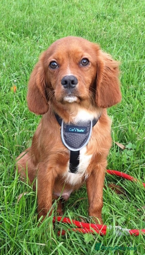 Cavalier King Charles Spaniel dogs for sale: DNA CAVALIER PUPPIES - Advert 1